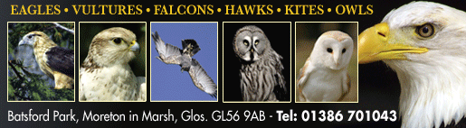Cotswold Falconry