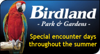 Birdland