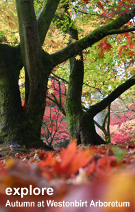 Explore the Cotswolds