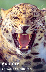 Explore the Cotswolds