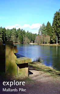 Explore the Forest of Dean