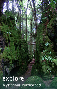 Explore the Forest of Dean