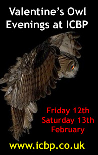 Valentines Owl Evenings at ICBP