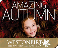 Westobirt Arboretum