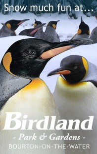 Birdland