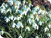 Snowdrops at Colesbourne