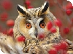 Events at Nature in Art