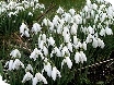 colesbourne snowdrops