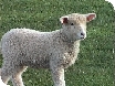 Lambing at Cotswold Farm Park