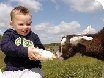 Milking at Cotswold Farm Park