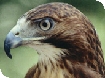 Events at Birdland