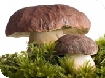 Events in the Forest of Dean