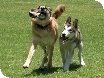 Paws in the Park