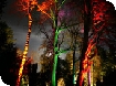 Christmas events at Westonbirt Arboretum 2008