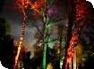 Christmas events at Westonbirt