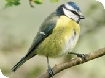 Events at Westonbirt Arboretum