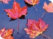 Events at Westonbirt