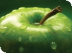 Apple  Day at Gloucester Folk Museum