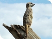 Adopt an animal from Cotswold Wildlife Park