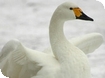 Swans by floodlight at WWT Slimbridge Wetlands Centre