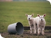 Lambing at Cotswold Farm Park