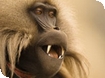 The Wildlife Photographer Of The Year Exhibition