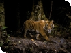 Wildlife Photographer Of The Year Exhibition
