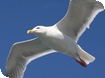 Events at WWT Slimbridge