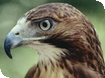 Events at Birdland