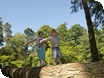 Kids go FREE at Westonbirt Arboretum