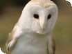 Owl Evening at Cotswold Falconry Centre