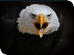 Introductory Days at Cotswold Falconry Centre