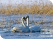 Half term activities at WWT Slimbridge