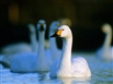 Floodlit Swan Feeds at Slimbridge WWT