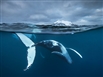 The Wildlife Photographer Of The Year Exhibition