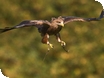 Events at the International Centre for Birds of Prey