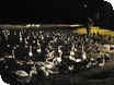 Events at WWT Slimbridge
