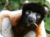 Events at Cotswold Wildlife Park