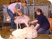 Wool Weekend at Cotswold Farm Park