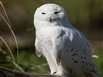 Events at Birdland in Gloucestershire