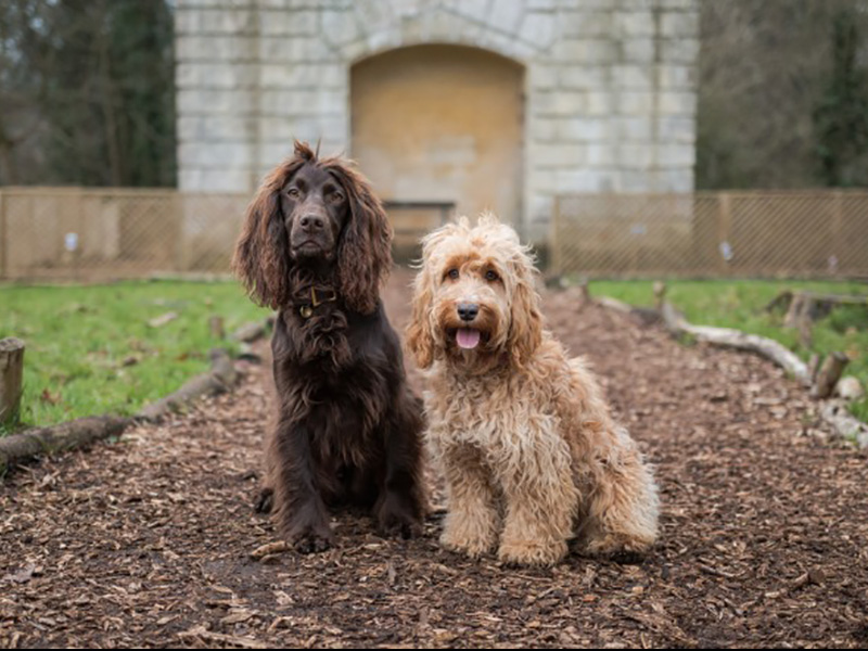 Family Dog Show at Painswick Rococo Garden