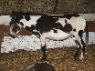 The dalmation donkey