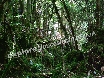 An emerald forest