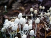 Fabulous fungus