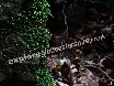 The moss was so velvety