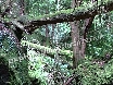 Natural arboreal architecture