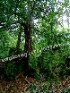 Was this the first Ent?