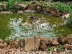 A welcome from the ducks