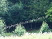 Are they fairies outside the wood?
