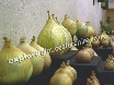 Onions of all sizes
